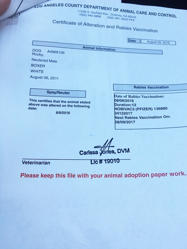 Buddy Passport – Saki 12330 Regarding Dog Vaccination Certificate Template