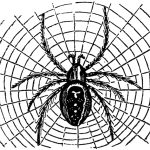 Free Halloween Spider Pictures, Download Free Halloween Spider Pictures Throughout Blank Performance Profile Wheel Template