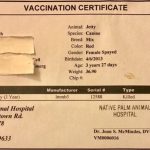 Rabies Vaccine Certificate - Tula'S Endless Summer pertaining to Rabies Vaccine Certificate Template