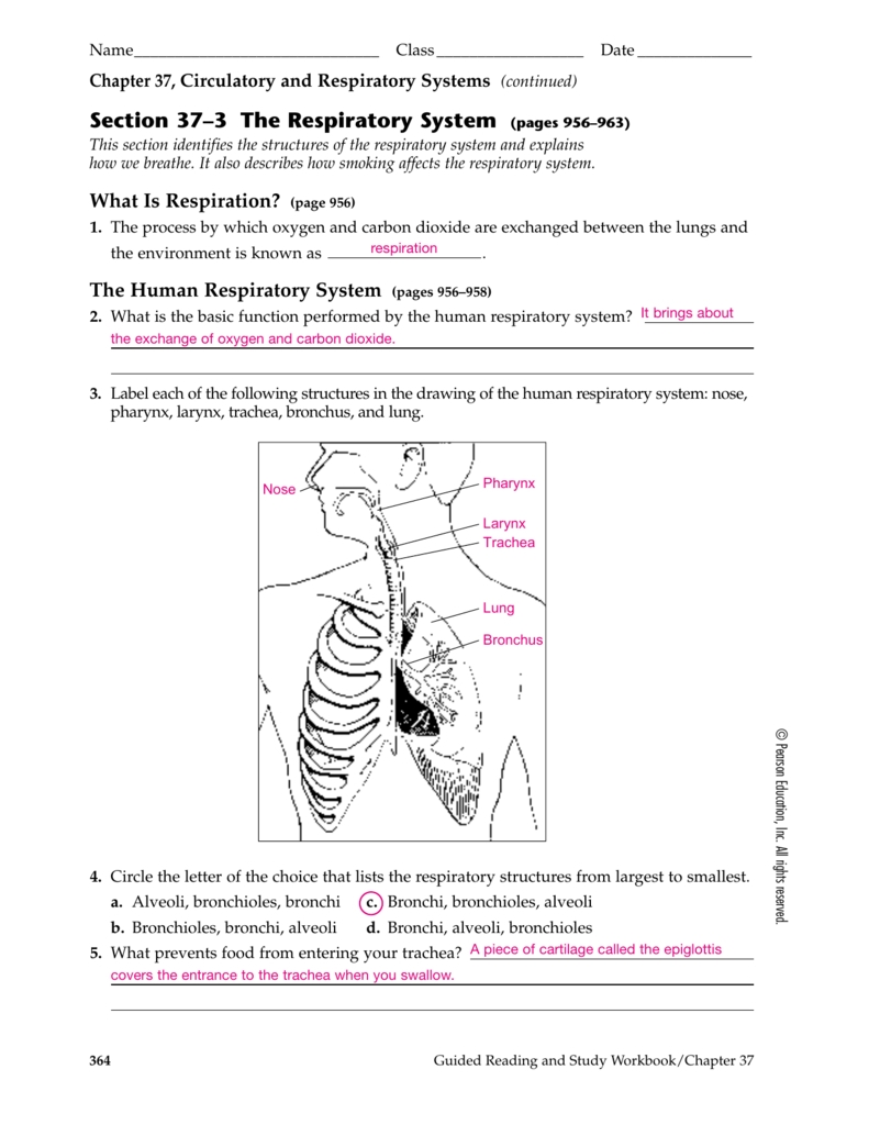 Section 37 3 The Respiratory System Pages 956 963 — Db Excel Regarding Section 37 Report Template